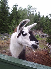 Image showing Llama II