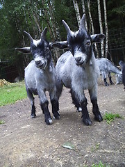 Image showing Goats II