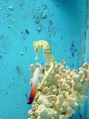 Image showing Sea-horse and friend