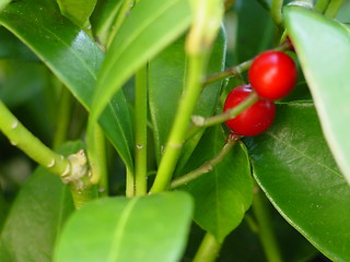 Image showing Berries