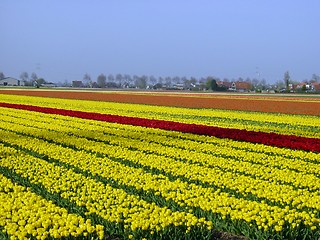 Image showing Flower-beds