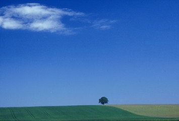 Image showing Tree alone in the open landscape