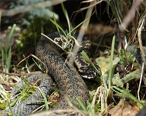 Image showing Norwegian snake 21mars2005