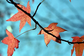 Image showing Fall Leaves