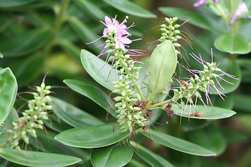 Image showing Flower