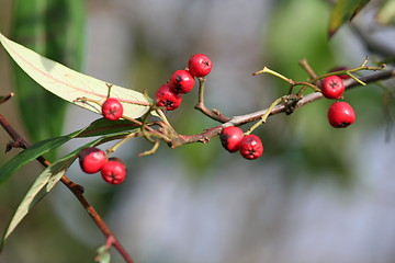 Image showing Berries