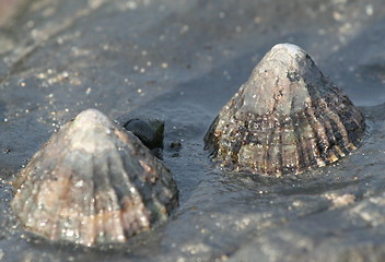 Image showing sea shells