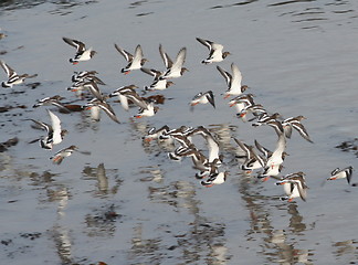 Image showing birds in flight