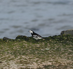 Image showing Bird