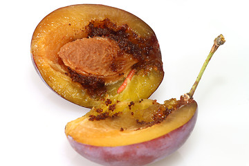 Image showing Plum with worm