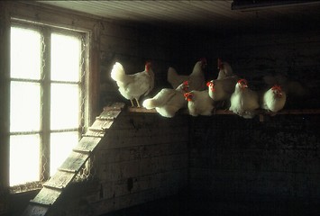 Image showing Hens are sitting in their position
