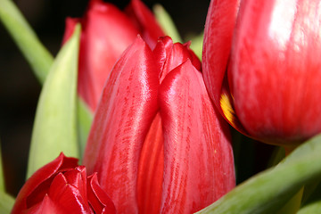 Image showing tulip