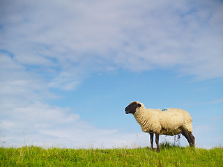 Image showing sheep on pasture