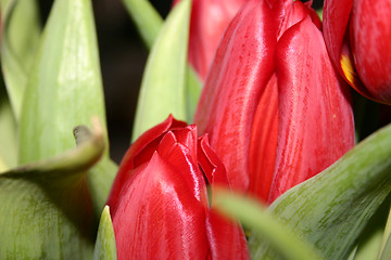 Image showing tulip