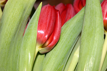 Image showing tulip