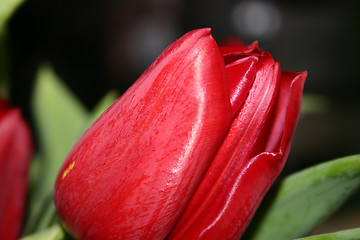 Image showing tulip