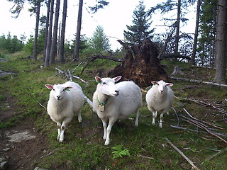 Image showing Sheeps