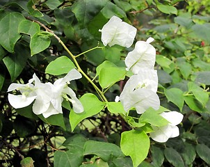 Image showing white flowers