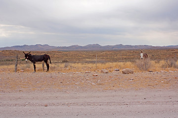 Image showing Donkey on the roadside