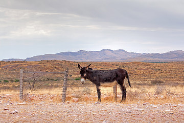 Image showing Donkey on the roadside