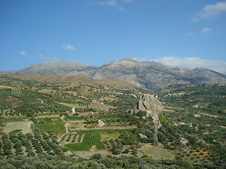 Image showing Olive groves