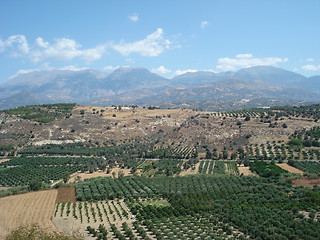Image showing Olive groves