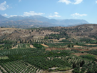 Image showing Olive groves