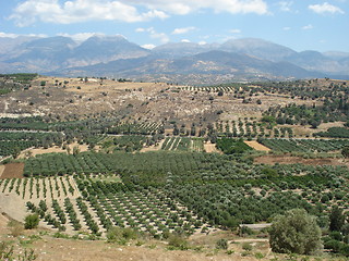 Image showing Olive groves