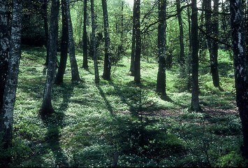 Image showing summerlandscape