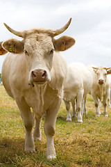 Image showing Blondes d'Aquitaine cows