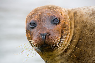 Image showing Seal Head