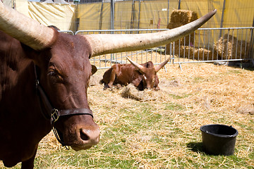 Image showing Watussi buffalo