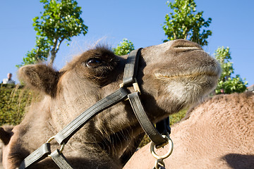 Image showing Camel head
