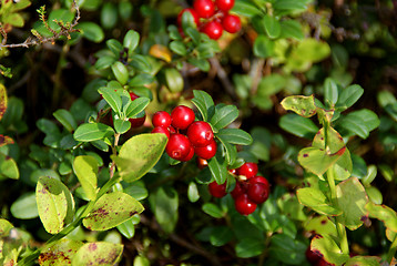 Image showing Lingonberries