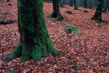 Image showing Green tree in the autumn