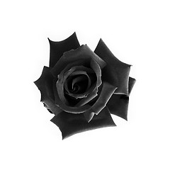 Image showing Black rose