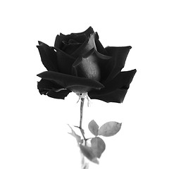 Image showing Black rose