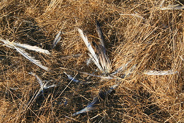 Image showing Bird Feathers