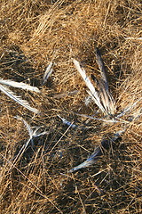 Image showing Bird Feathers