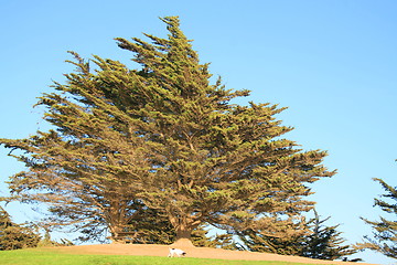 Image showing Dog Under the Tree