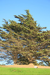 Image showing Dog Under the Tree