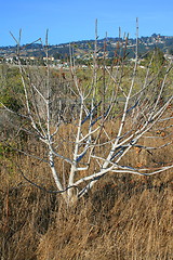 Image showing Dry Plant