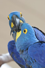 Image showing blue parrot