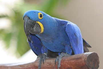 Image showing blue parrot