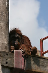 Image showing orangutan