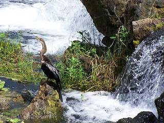 Image showing Waterbirds