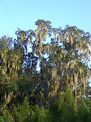 Image showing Marshes