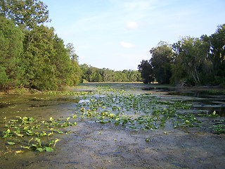 Image showing swamp