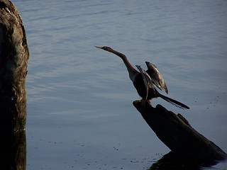 Image showing waterbirds