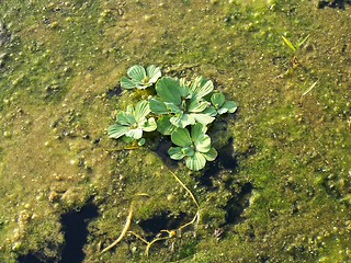 Image showing swamp